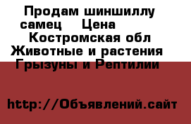 Продам шиншиллу (самец) › Цена ­ 1 000 - Костромская обл. Животные и растения » Грызуны и Рептилии   